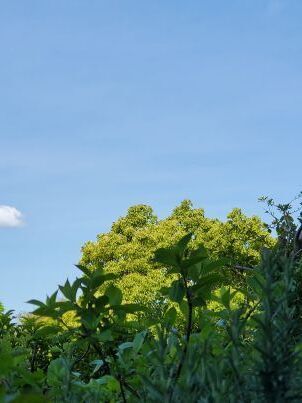 20250503_092712 -c.jpg