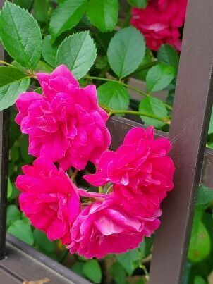 20250521_112741 -ｃ.jpg