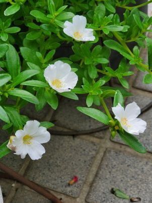 20250613_124236 -c.jpg